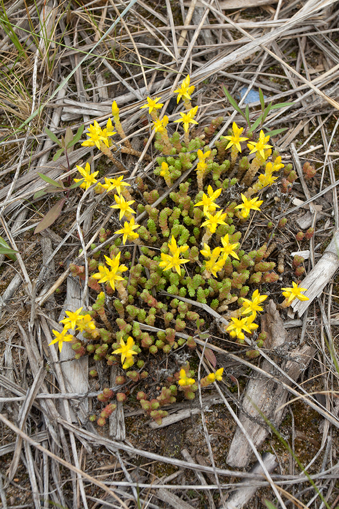 Image of Sedum acre specimen.
