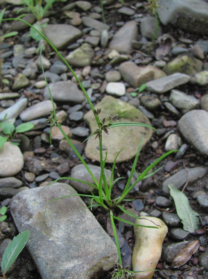 Image of Cyperus fuscus specimen.