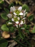 Cochlearia danica