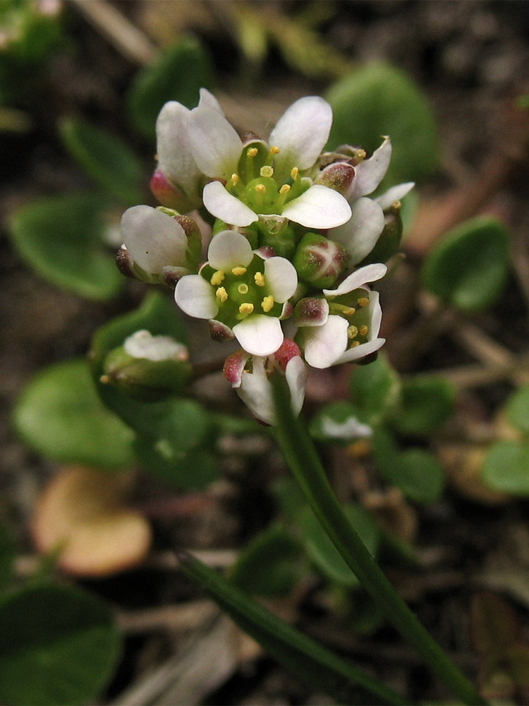 Image of Cochlearia danica specimen.
