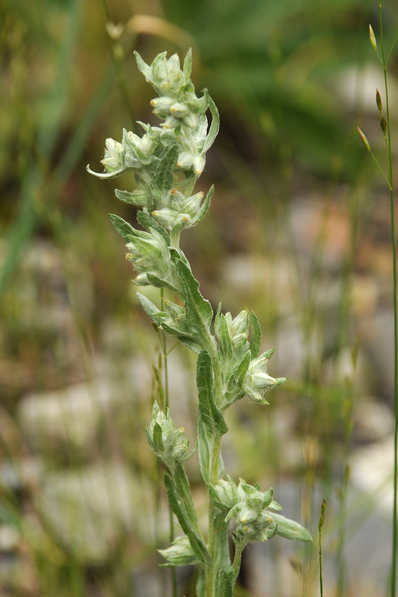 Image of Filago arvensis specimen.