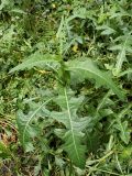 Sonchus arvensis