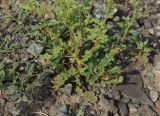 Dysphania botrys
