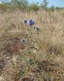 Echinops biebersteinii. Цветущее растение. Краснодарский край, Анапский муниципалитет, с. Витязево, Витязевская коса, заросшие пески. 20.08.2015.
