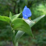 Commelina communis. Верхушка побега с цветком. Амурская обл., Бурейский р-н, с. Виноградовка, огород. 27.07.2016.