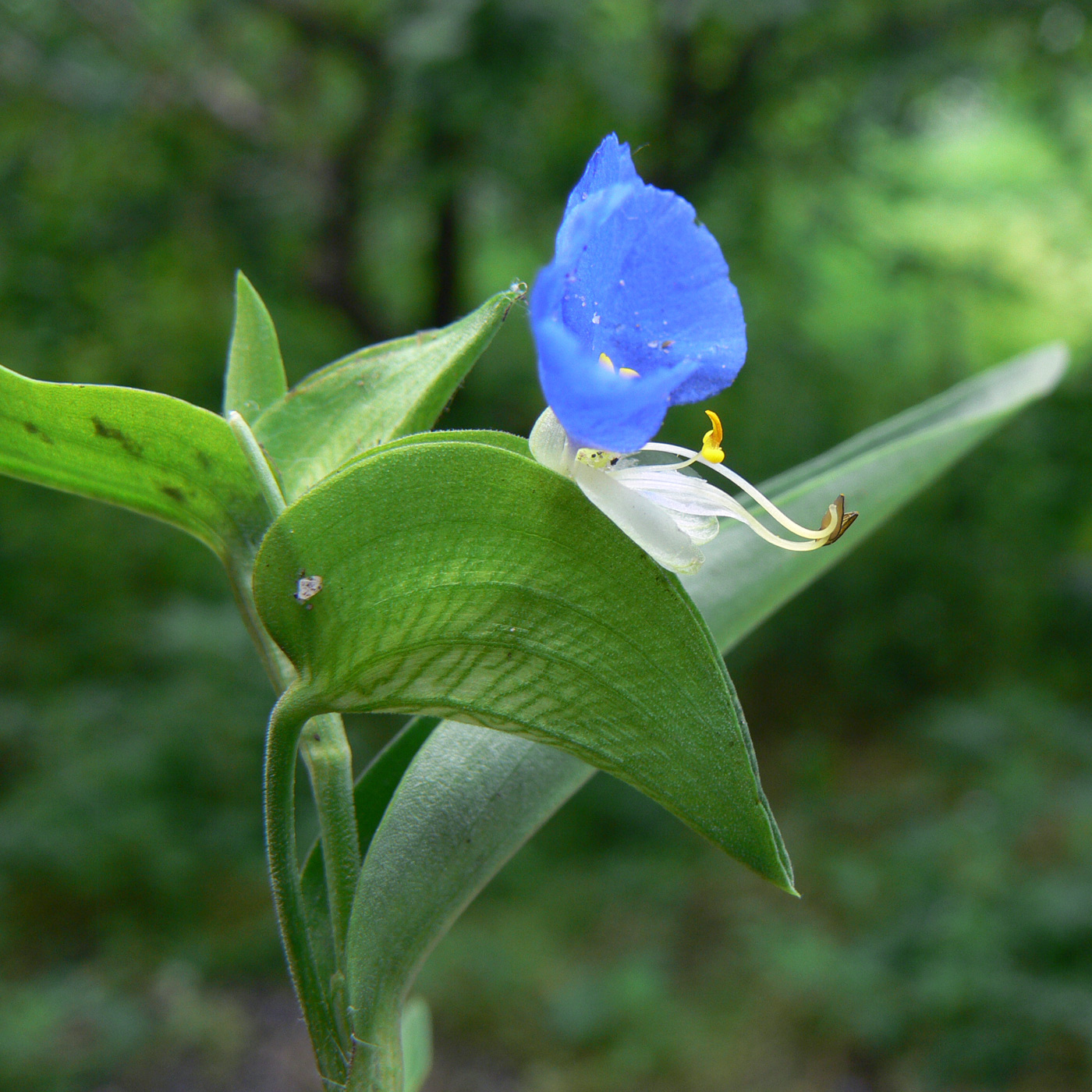 Изображение особи Commelina communis.