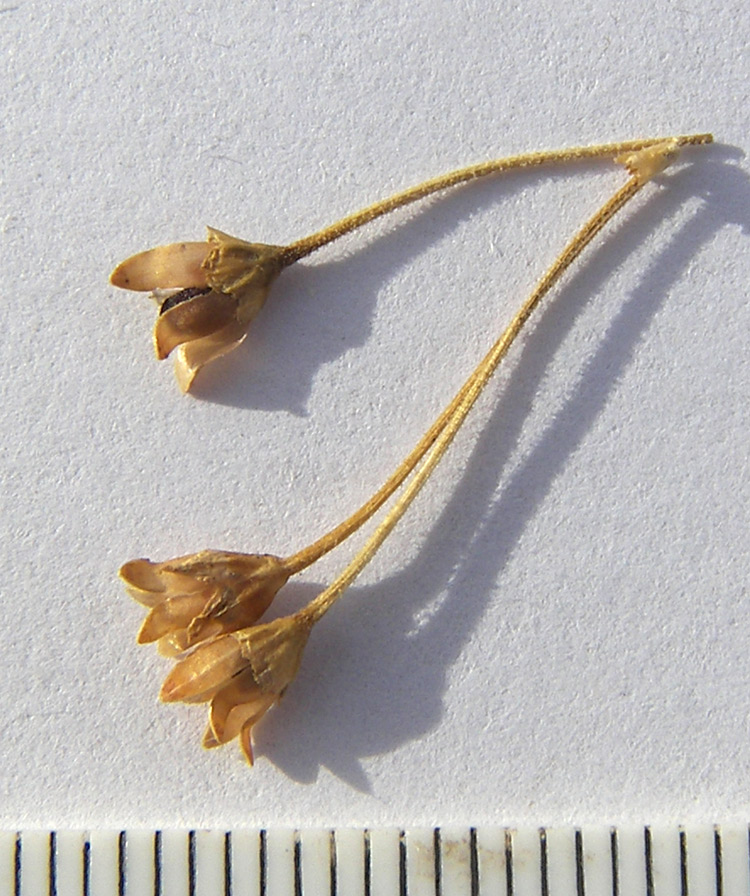 Image of Androsace carnea specimen.