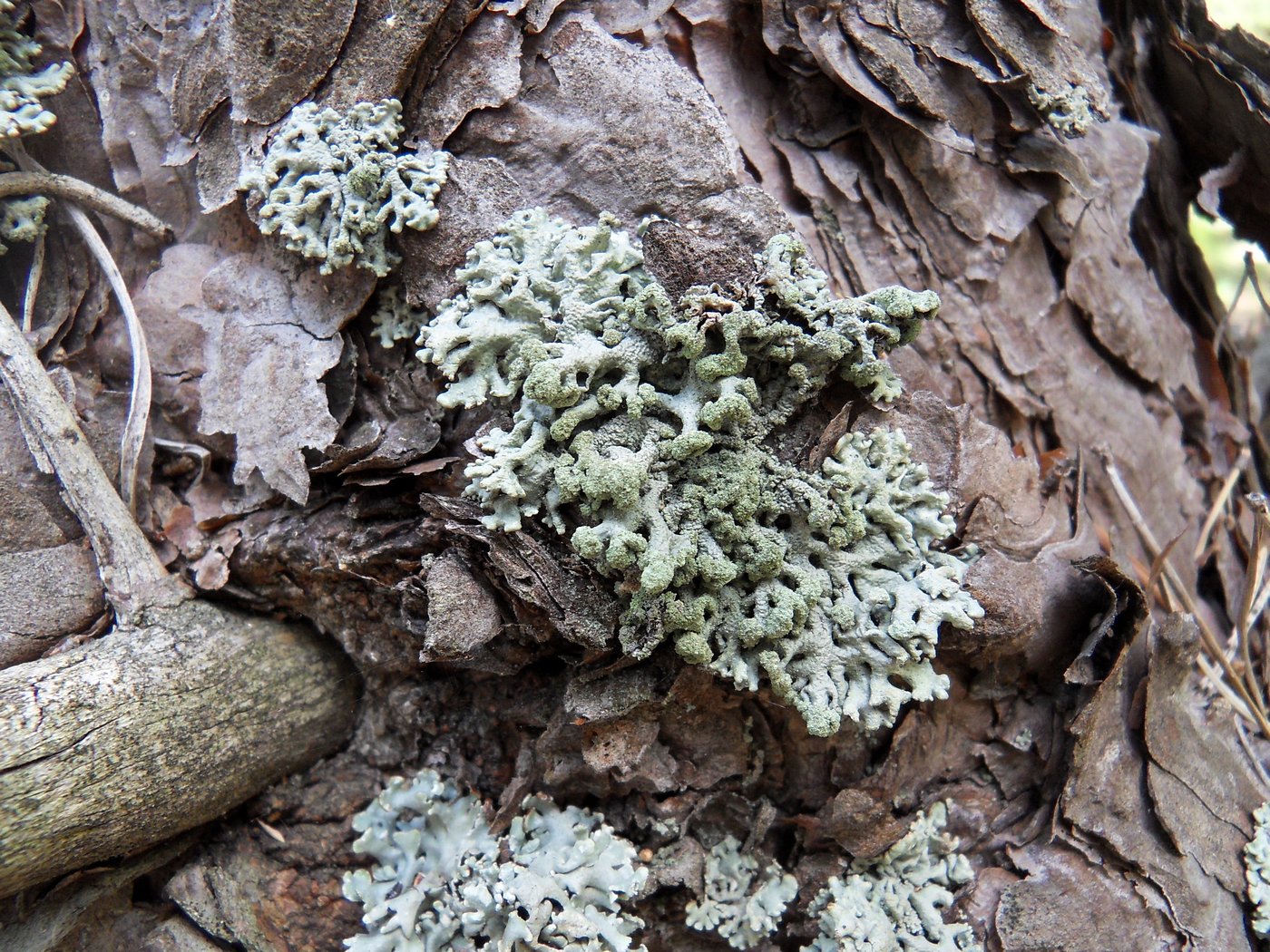 Image of Hypogymnia tubulosa specimen.