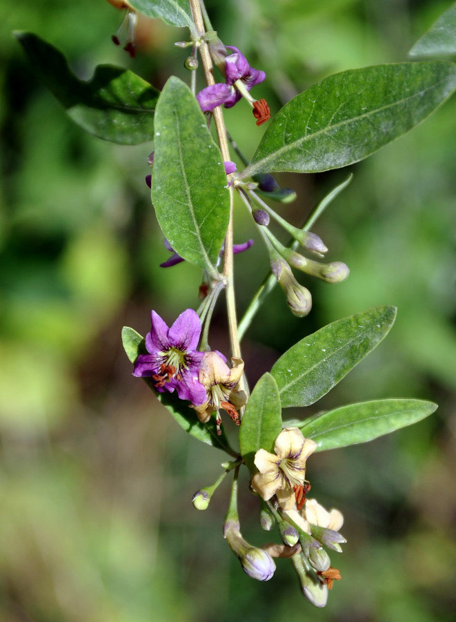 Image of Lycium barbarum specimen.