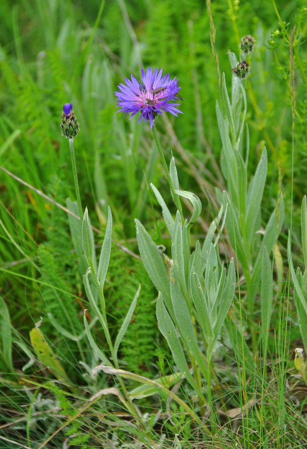 Изображение особи Centaurea fuscomarginata.