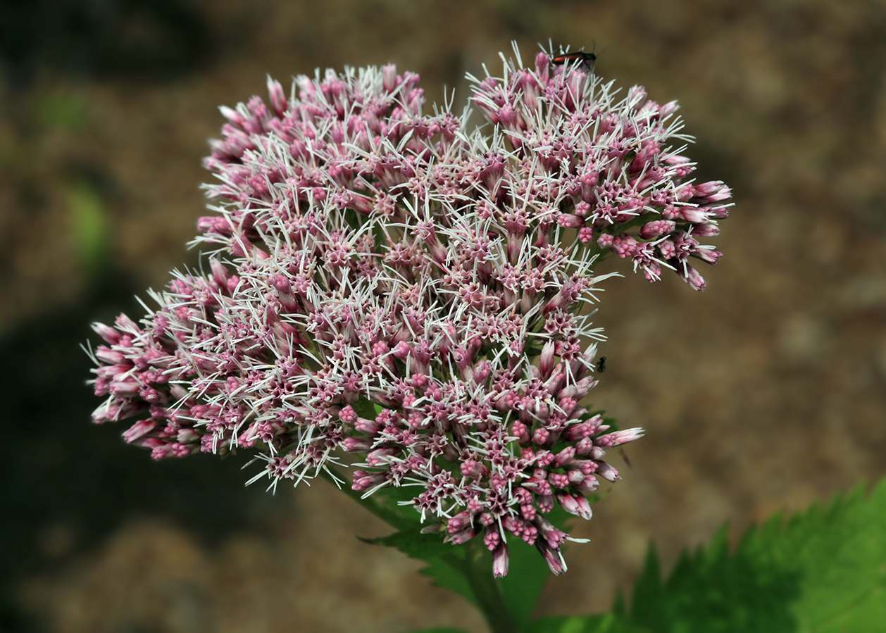 Image of Eupatorium glehnii specimen.
