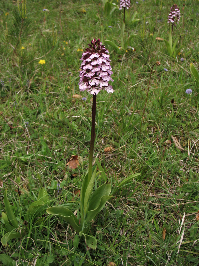 Изображение особи Orchis purpurea.