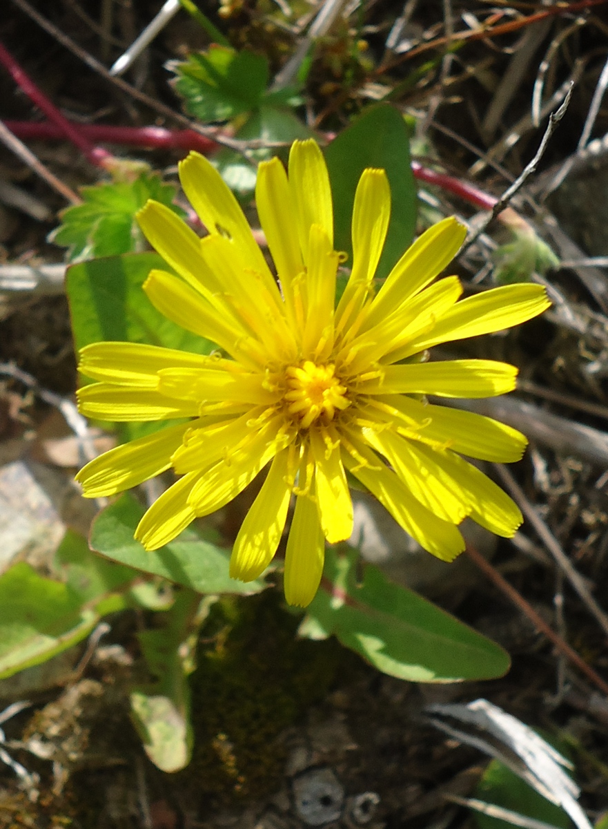 Image of Taraxacum kamtschaticum specimen.