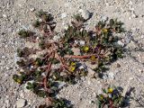 Portulaca oleracea