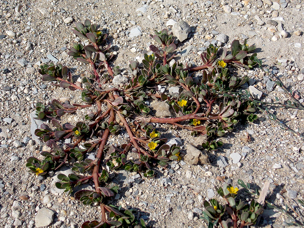 Изображение особи Portulaca oleracea.