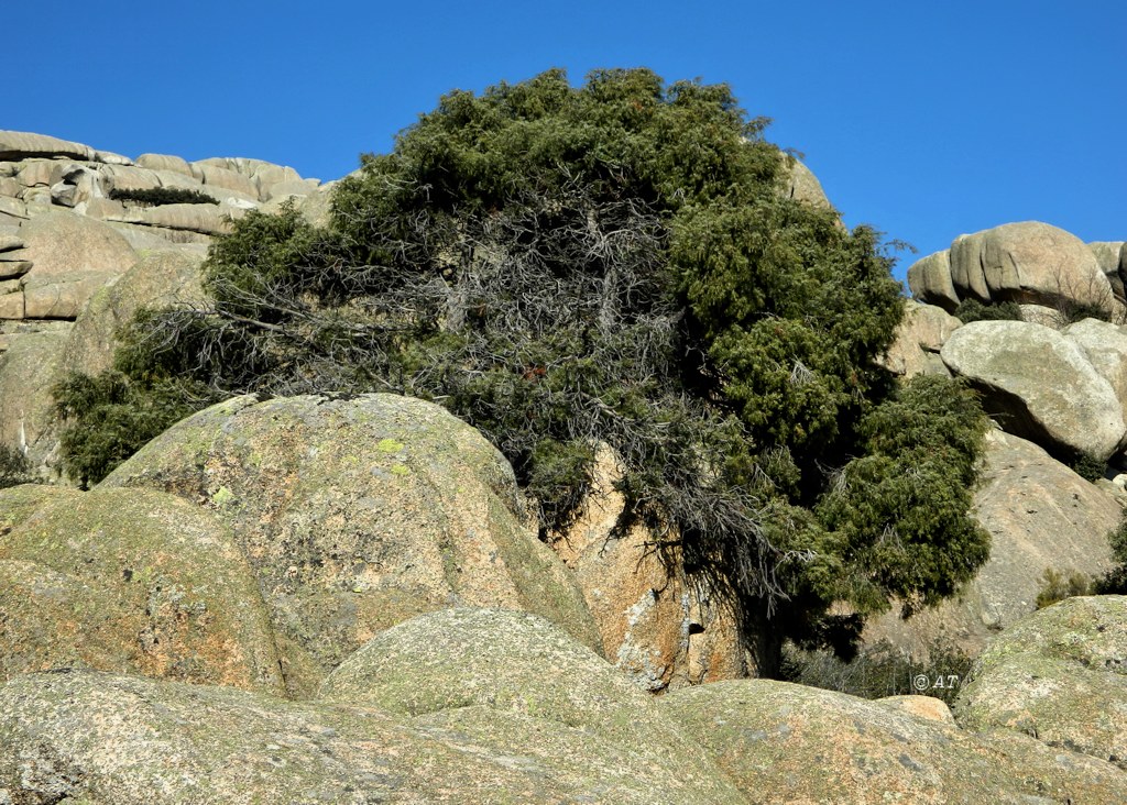 Изображение особи Juniperus oxycedrus.