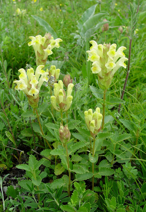 Изображение особи Scutellaria polyodon.