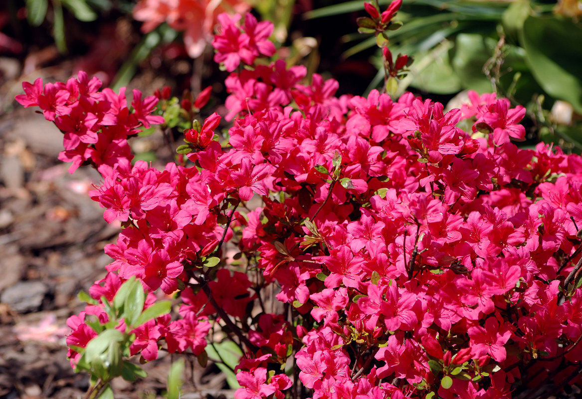 Image of Rhododendron nakaharae specimen.