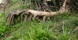 Pandanus tectorius