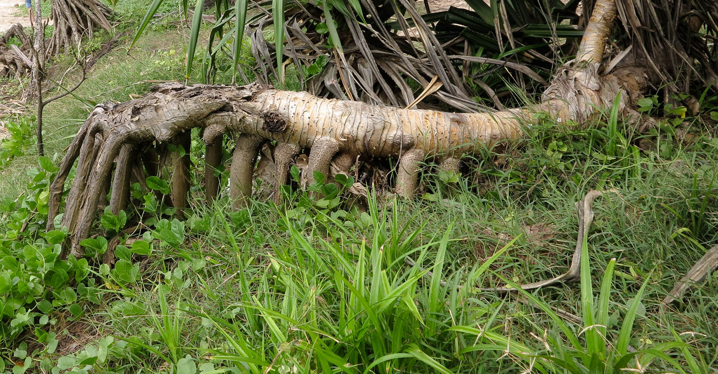 Изображение особи Pandanus tectorius.