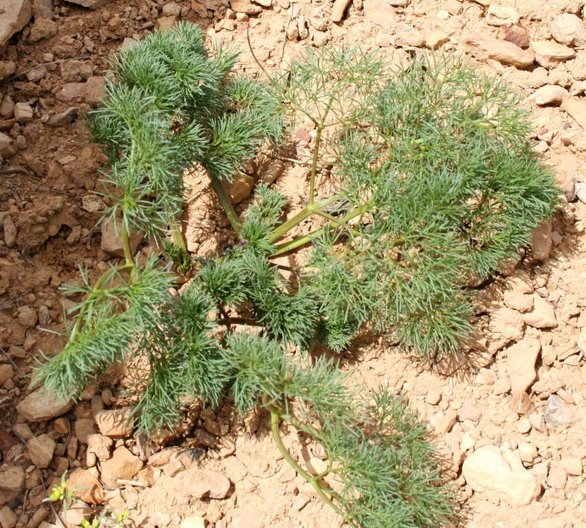 Image of Prangos acaulis specimen.