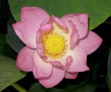 Nelumbo komarovii