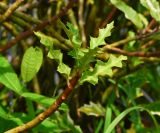 Acanthus ilicifolius. Верхушка побега. Таиланд, о-в Пхукет, ботанический сад, берег водоёма. 16.01.2017.