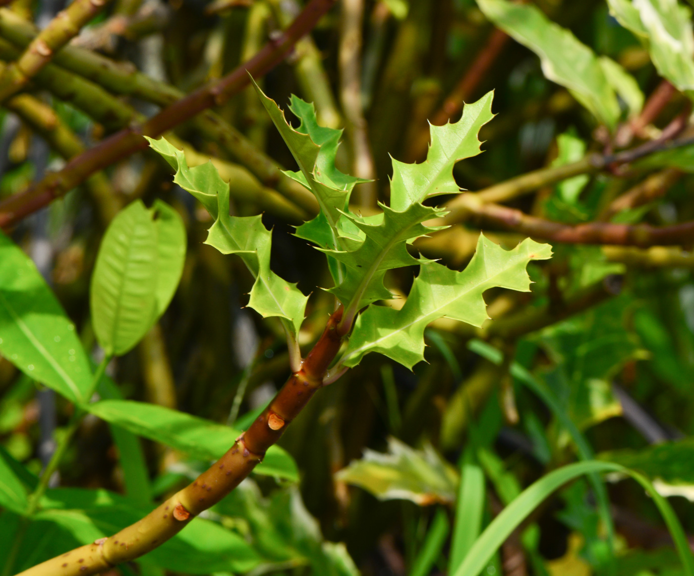 Image of Acanthus ilicifolius specimen.