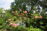 Mussaenda philippica. Крона цветущего дерева. Таиланд, о-в Пхукет, ботанический сад. 16.01.2017.