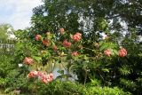 Mussaenda philippica