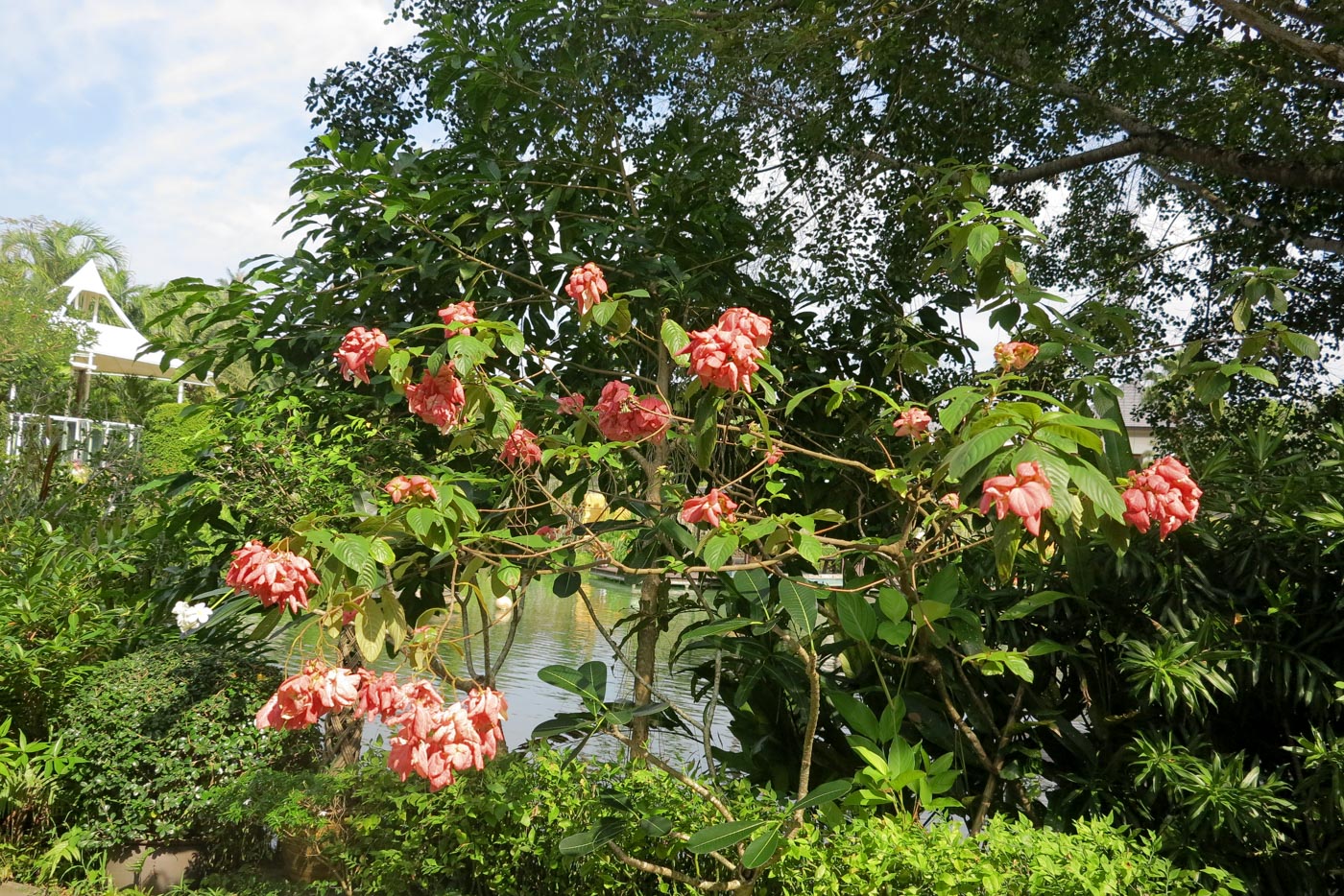 Image of Mussaenda philippica specimen.