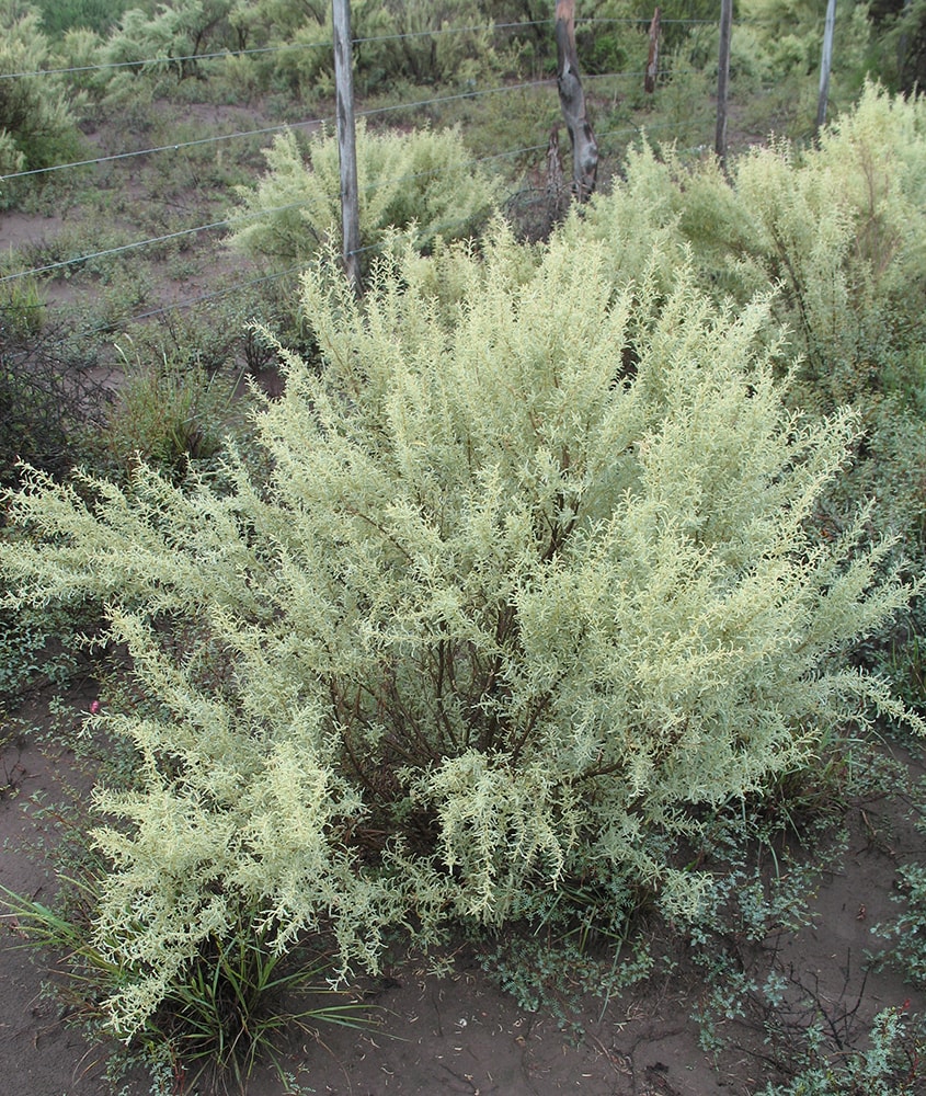 Image of Atriplex lampa specimen.