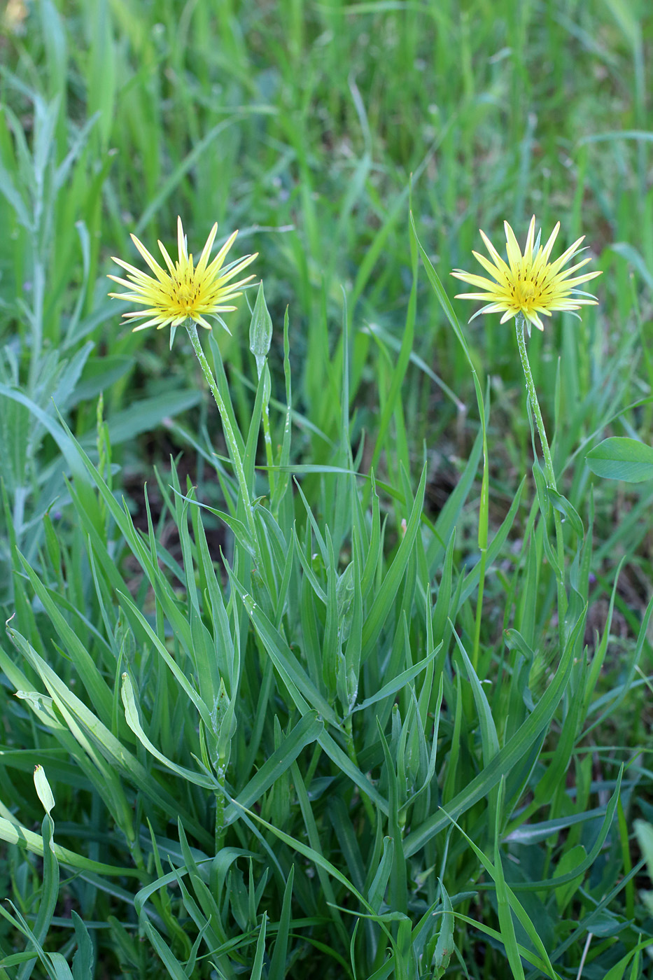 Изображение особи Tragopogon graminifolius.