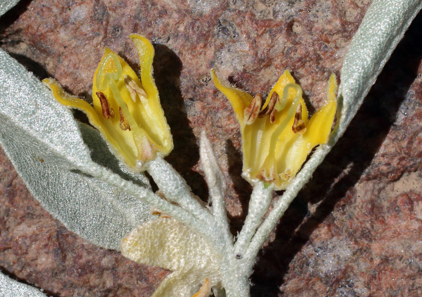 Изображение особи Elaeagnus orientalis.