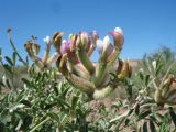 Astragalus aulieatensis. Верхушка цветущего растения. Южный Казахстан, вост. предгорья хр. Сырдарьинский Каратау, Закаратауская равнина (возвышенность), котловина оз. Сорколь. 8 мая 2017 г.
