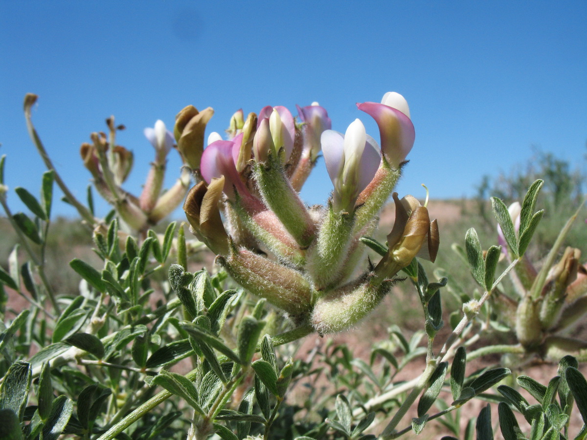 Image of Astragalus aulieatensis specimen.