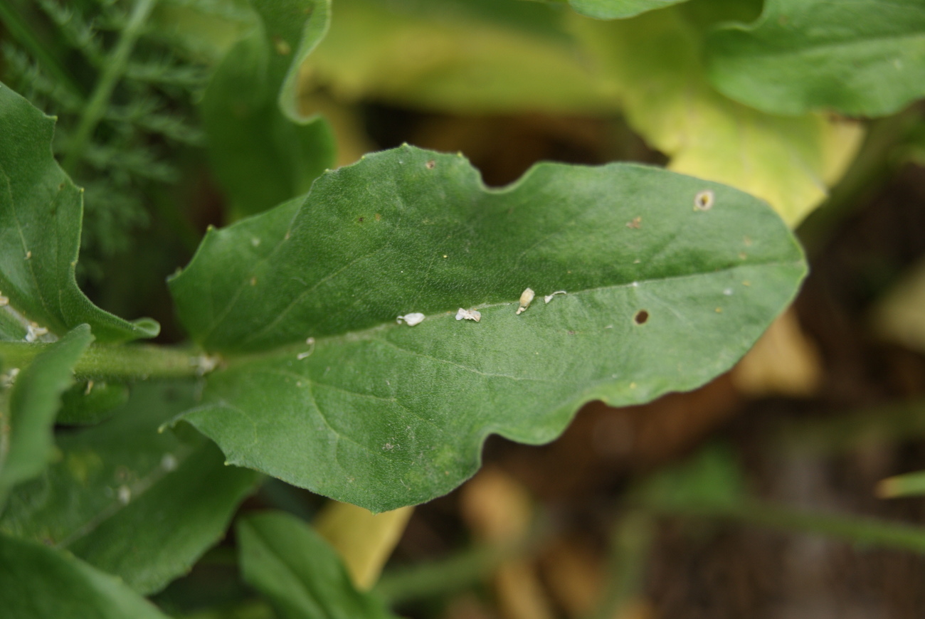 Image of Cardaria draba specimen.