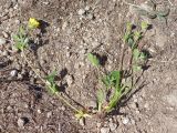 Potentilla gelida ssp. boreo-asiatica