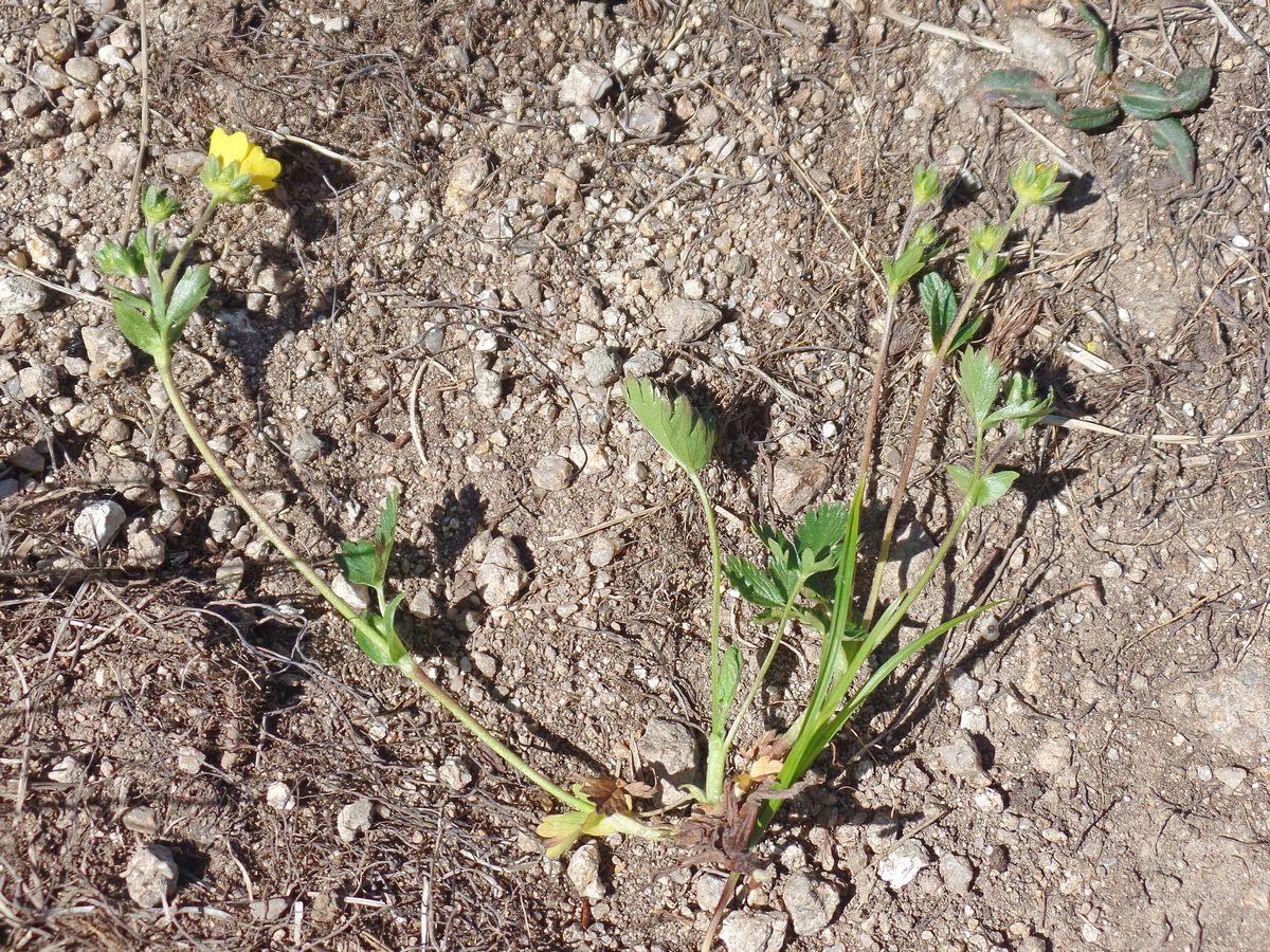 Изображение особи Potentilla gelida ssp. boreo-asiatica.