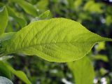 Euonymus europaeus