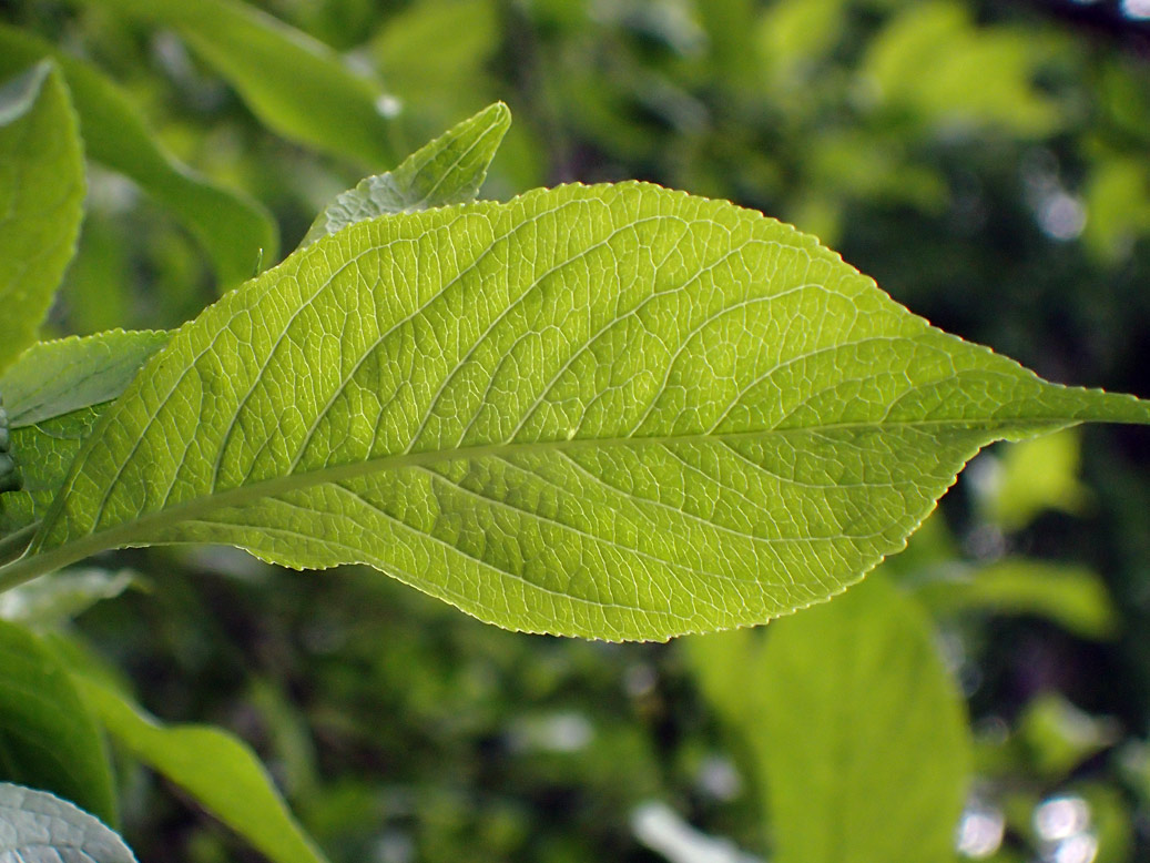 Изображение особи Euonymus europaeus.