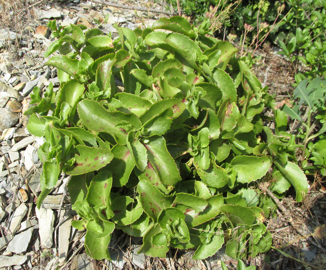 Image of Hylotelephium caucasicum specimen.