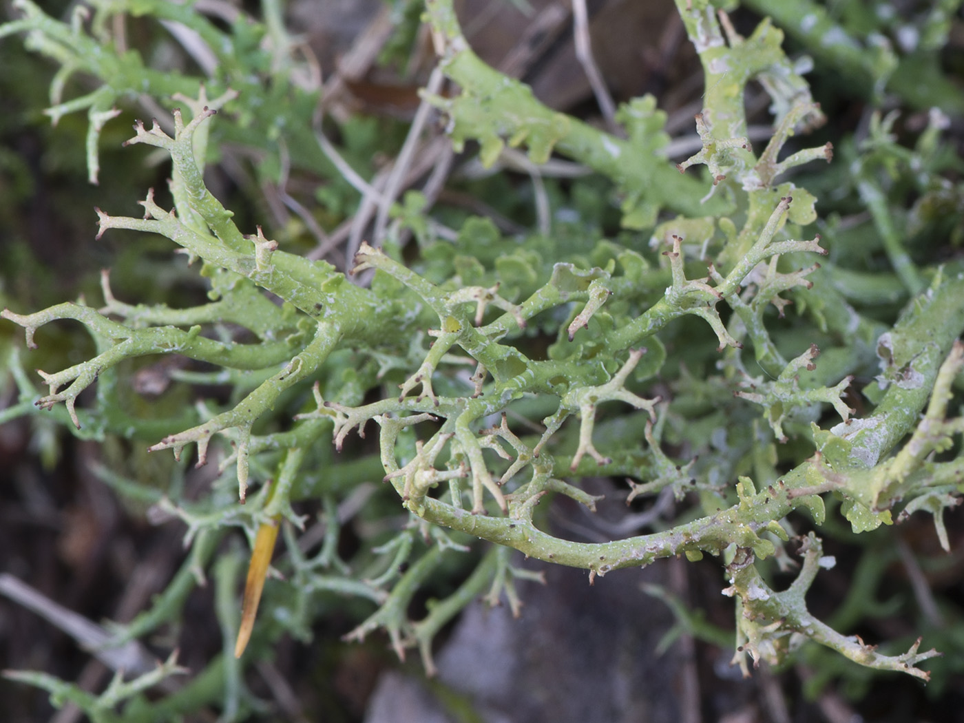 Image of Cladonia furcata specimen.