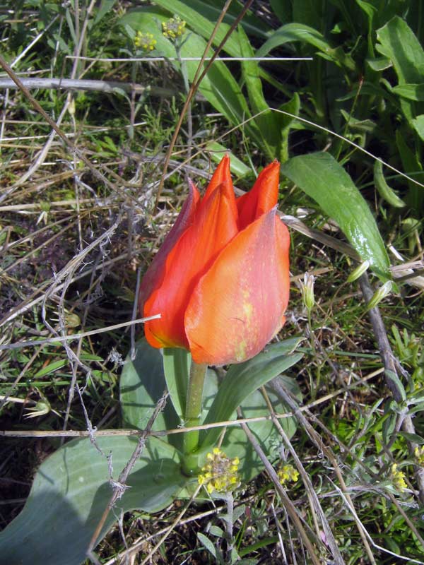 Image of Tulipa greigii specimen.