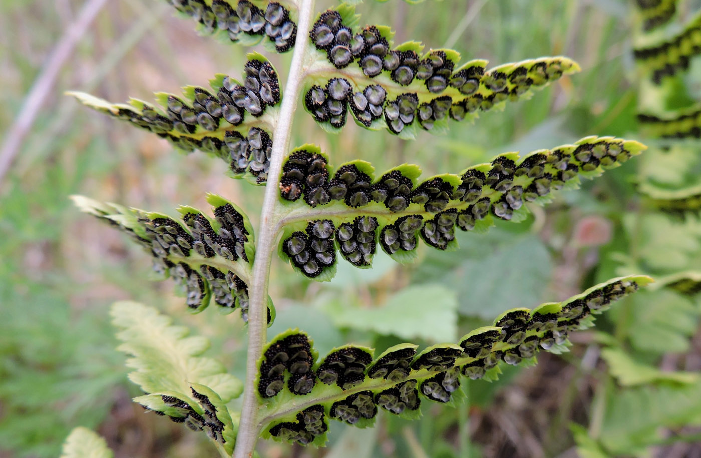 Изображение особи Dryopteris cristata.