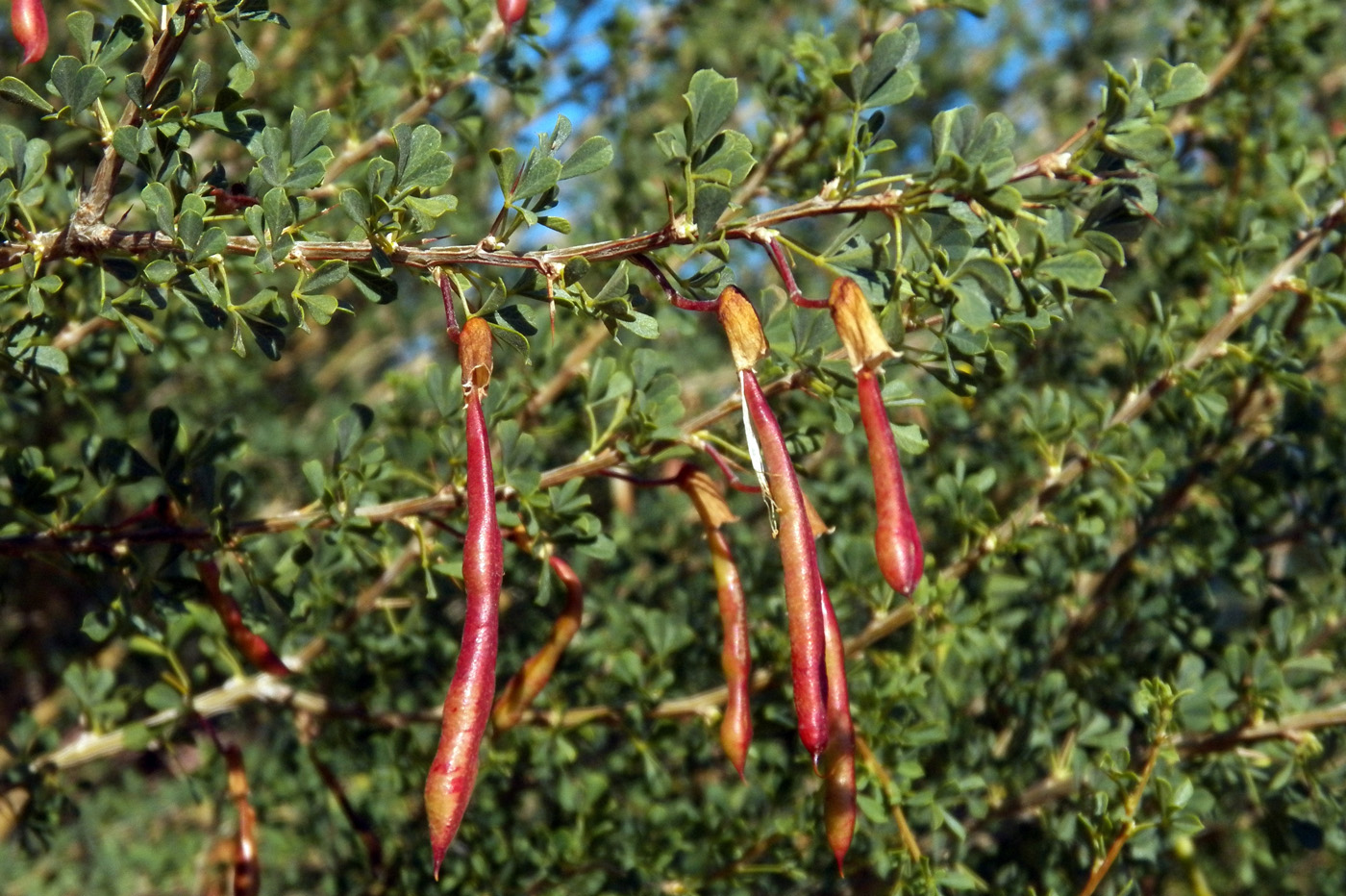 Image of Caragana laeta specimen.