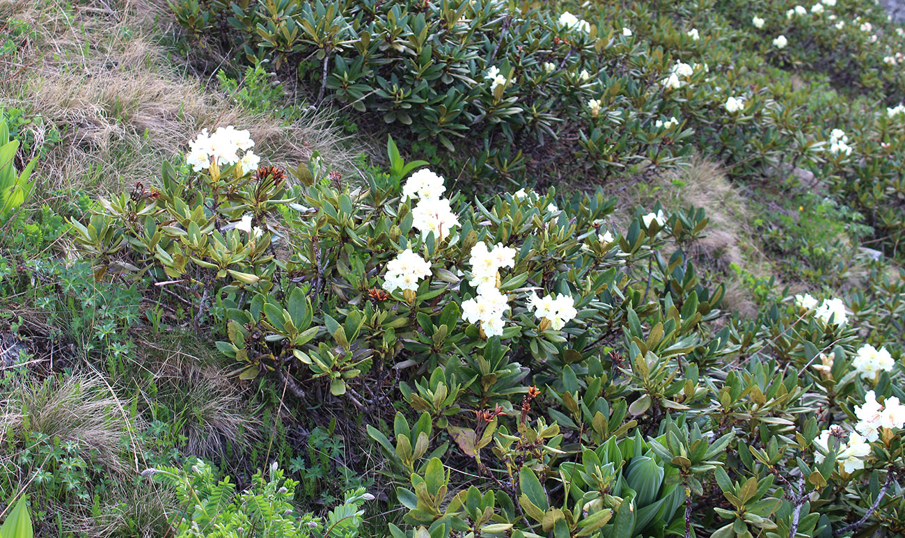 Изображение особи Rhododendron caucasicum.