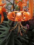 Lilium lancifolium