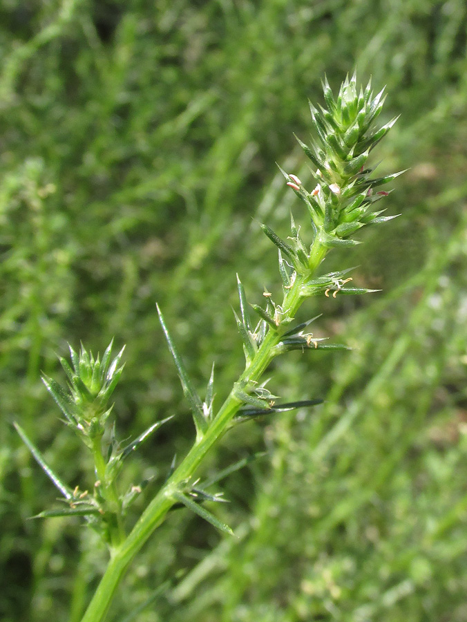 Изображение особи Salsola collina.
