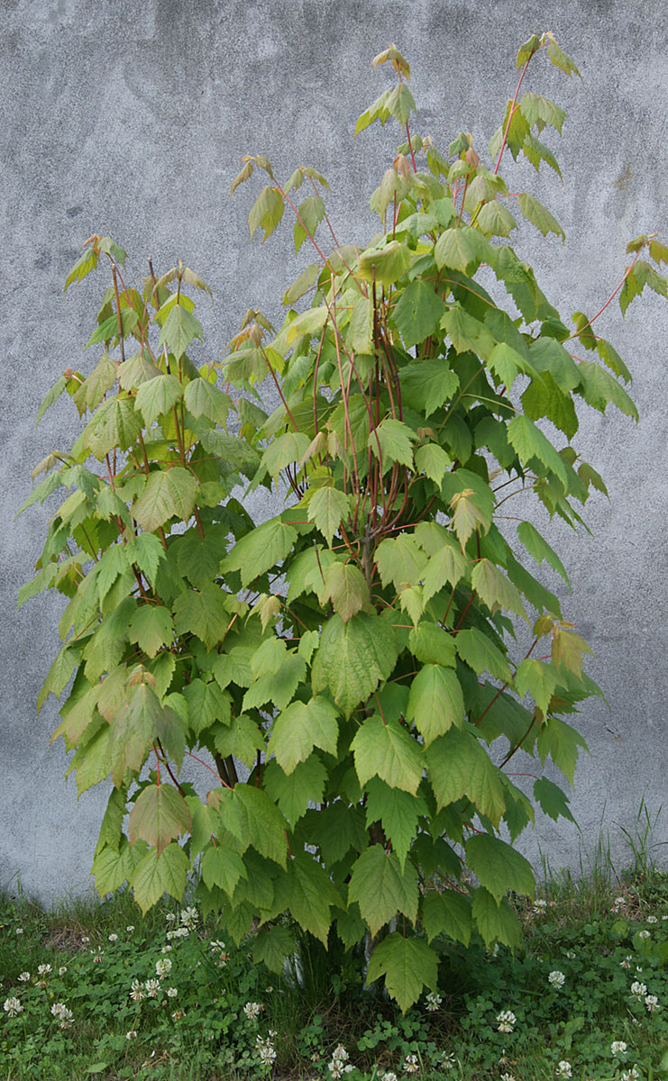 Image of genus Acer specimen.